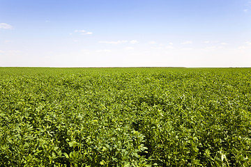 Image showing   Agricultural field.  grass 