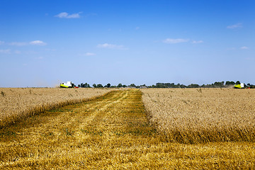 Image showing  agricultural field. cereals