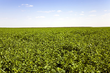 Image showing   Agricultural field.  grass 