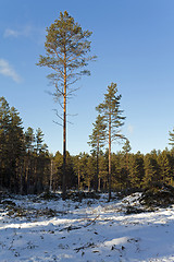 Image showing deforestation in the winter  