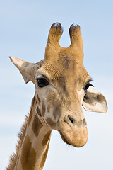 Image showing brooding giraffe