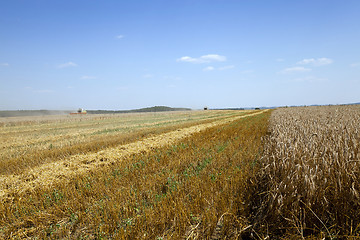 Image showing agriculture. harvest. summer