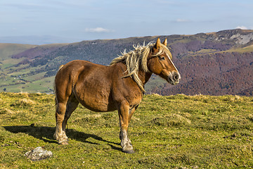 Image showing Wild Horse