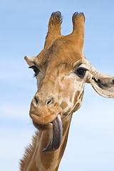 Image showing giraffe looking stupid