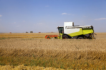 Image showing agricultural field. cereals