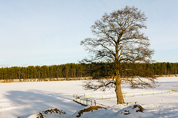 Image showing   lake in winter 