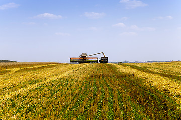 Image showing  harvesting . agricultural field. 