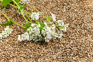 Image showing   buckwheat and   flower