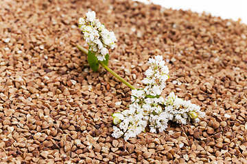 Image showing  buckwheat and   flower