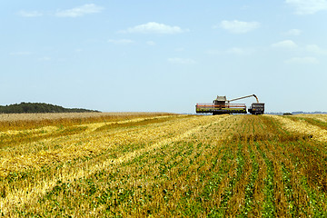 Image showing  harvesting   cereals . field