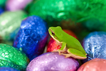 Image showing frog at easter