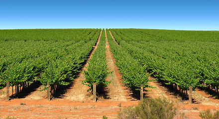 Image showing grape vines