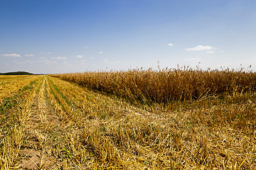 Image showing   harvest of cereals