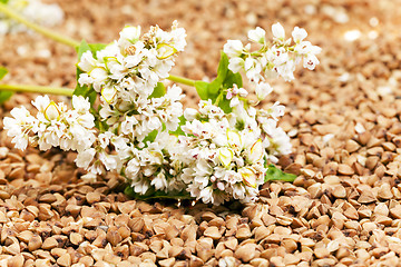 Image showing   buckwheat and   flower