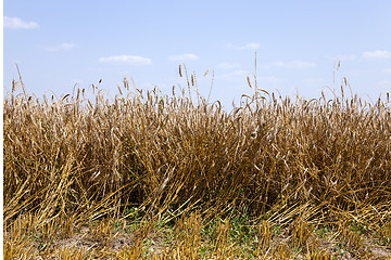 Image showing agriculture.  harvest. summer