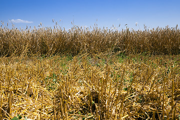 Image showing   harvest of cereals