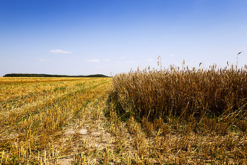 Image showing   cereals during harvest 