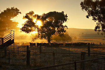 Image showing Early Morning Cattle