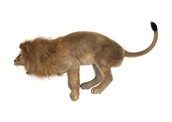 Image showing Male Lion on White