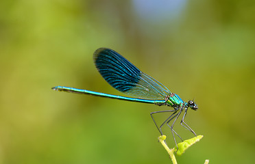 Image showing dragonfly in forest 