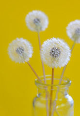 Image showing dandelion flowers in a glass