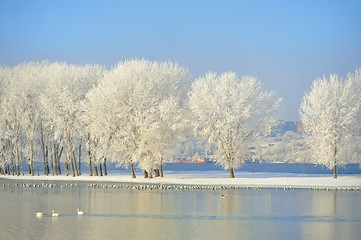 Image showing Frosty winter trees