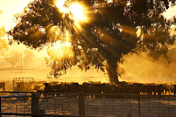 Image showing cattle sunrise