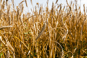 Image showing  rye   for harvest