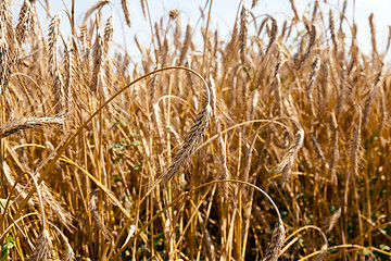 Image showing ripened cereals. field  