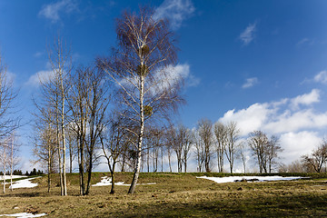 Image showing trees in winter  