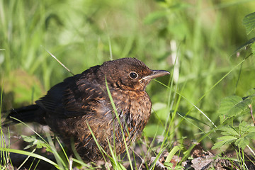 Image showing young blackbird