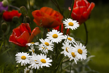 Image showing summer flowers