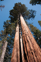 Image showing Giant Sequoia in Yosemite