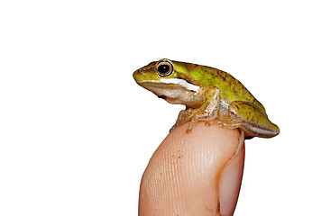 Image showing tiny frog
