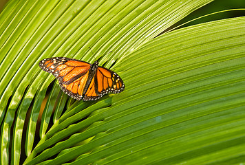 Image showing monarch butterfly
