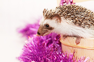 Image showing A cute little hedgehog - ( African white- bellied hedgehog )