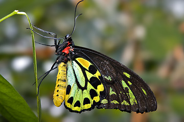 Image showing green and black butterfly