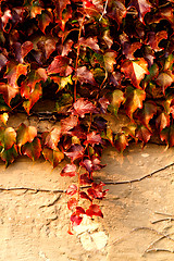 Image showing Creeping leaves