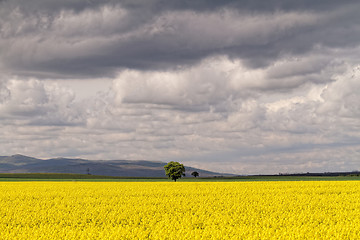 Image showing Colza field