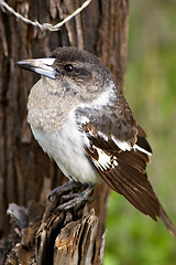 Image showing butcherbird