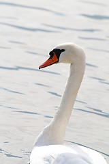 Image showing White swan