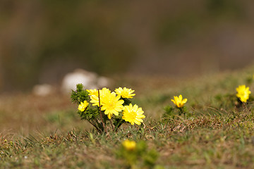 Image showing Yellow flower