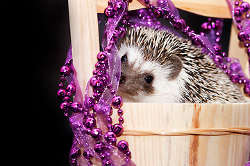 Image showing A cute little hedgehog - ( African white- bellied hedgehog )