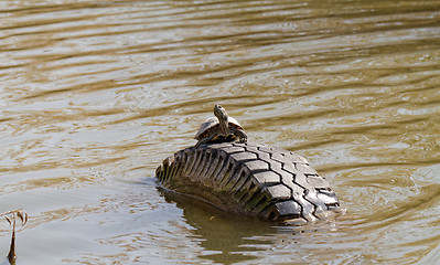 Image showing Cute turtle