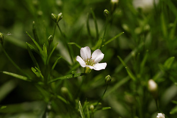 Image showing Sweet alyssum