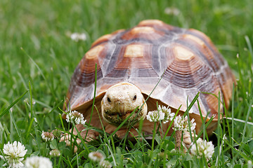 Image showing African Spurred Tortoise