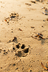 Image showing Animal foot print