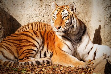 Image showing Tiger mum