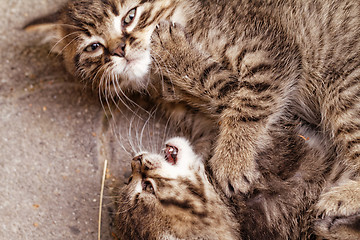 Image showing Cute small cats