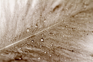 Image showing Owl feathers